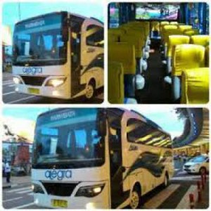 jasabuspariwisata-bus-pariwisata-alegra-medium