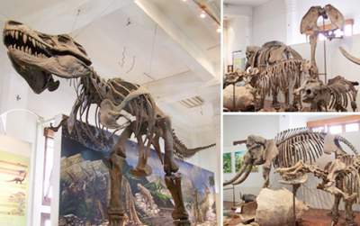 jasabuspariwisata-museum-geologi-bandung-memberikan-pengalaman-wisata-sejarah-menyenangkan-fosil