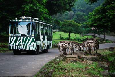 jasabuspariwisata-berkunjung-ke-taman-safari-indonesia-shuttle